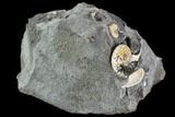 Two Small Hoploscaphites Ammonites - South Dakota #110586-3